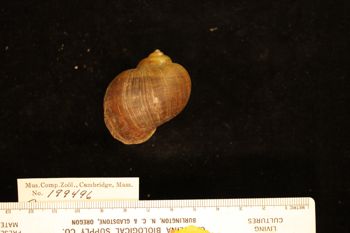 Media type: image; Malacology 199496